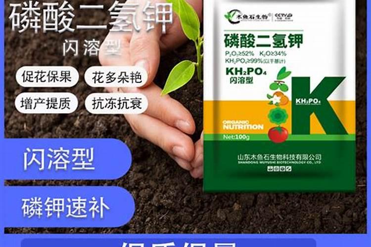 紫玄月夏天要怎么浇水