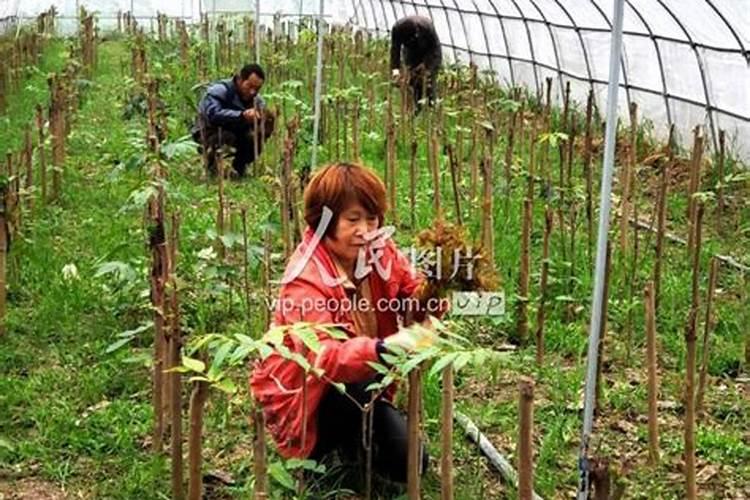 香椿能生吃吗 为了促进香椿芽的生长