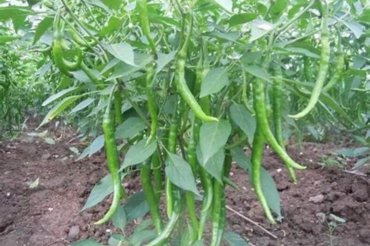 多肉缓释肥和控释肥有什么区别？