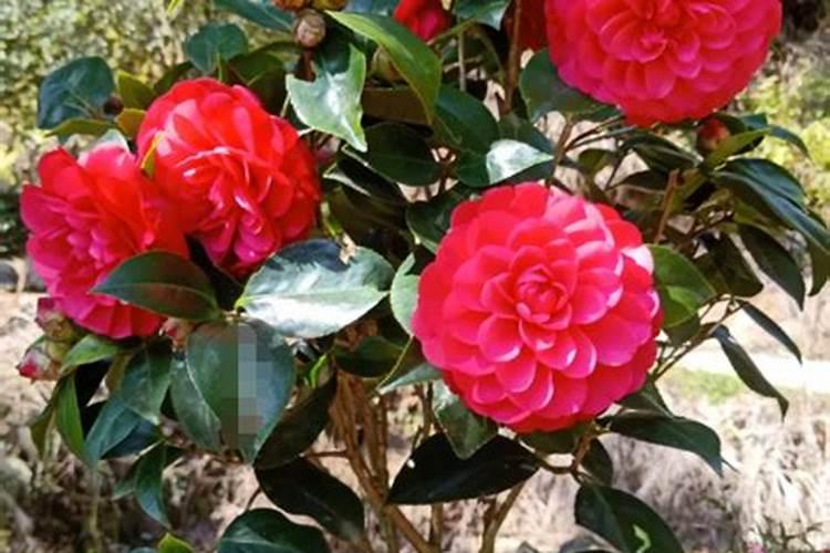 蔬菜常用农药的安全间隔期,你有哪些了解？