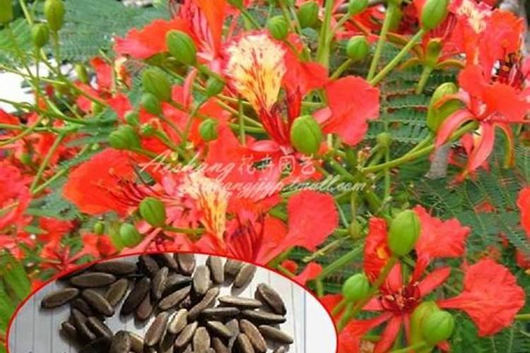 凤凰木什么时候开花 凤凰木的繁殖方法