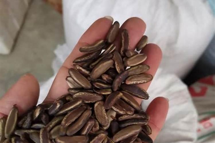 豌豆的豆荚为什么会炸开？