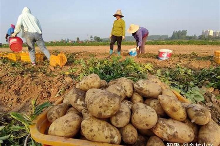 马铃薯膨大用什么肥料好？马铃薯根茎块用什么肥料个头大？