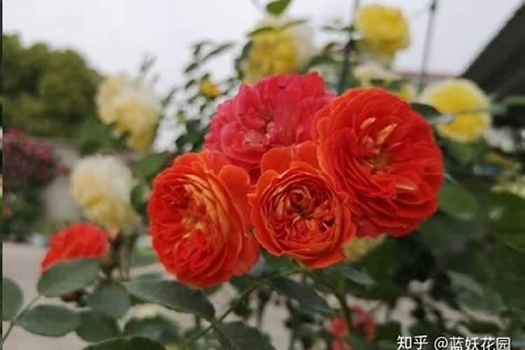 苹果树施什么肥好