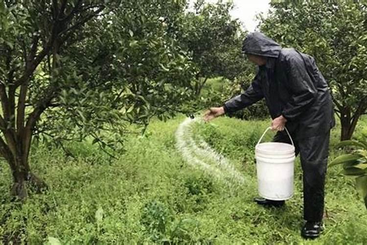 防落素用在樱桃什么时候喷怎么喷