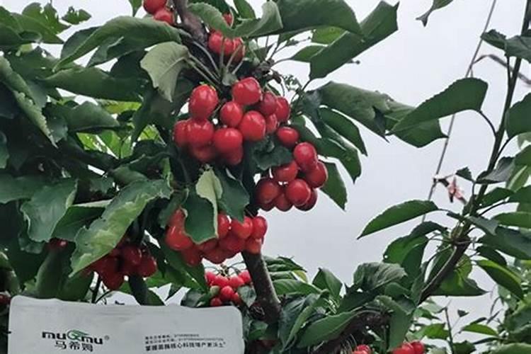 成长果树用什么钾肥