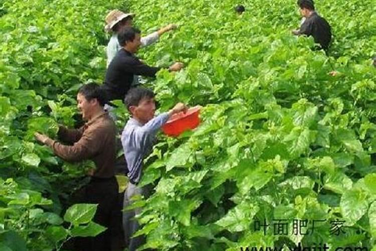 水稻秧苗地上部分疯长:根系不长什么原因？