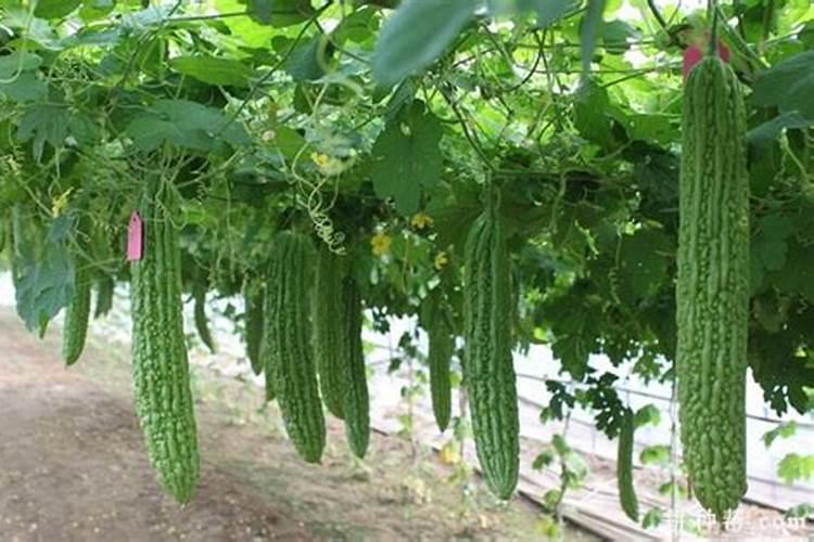 莲藕怎样施肥,施什么肥。藕又白又嫩