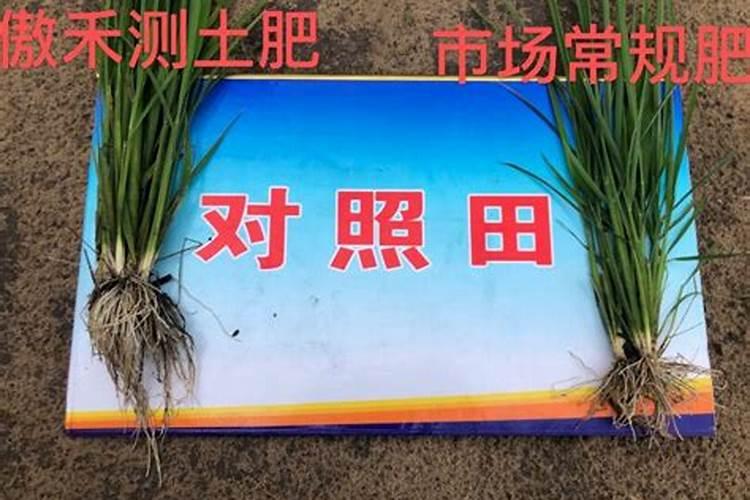 西红柿有什么功效和作用