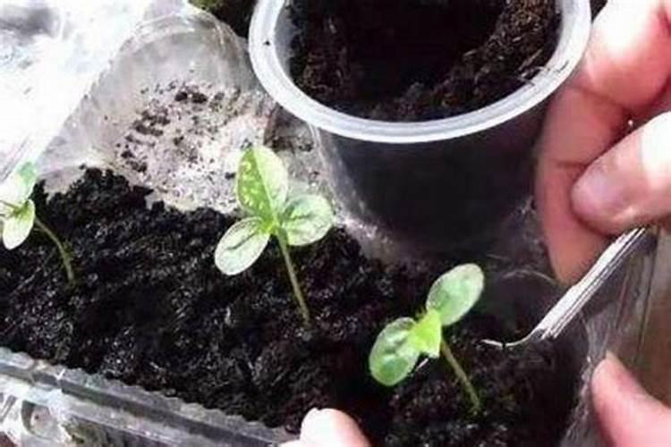 西红柿果实膨大用什么肥？水溶肥怎么正确使用？