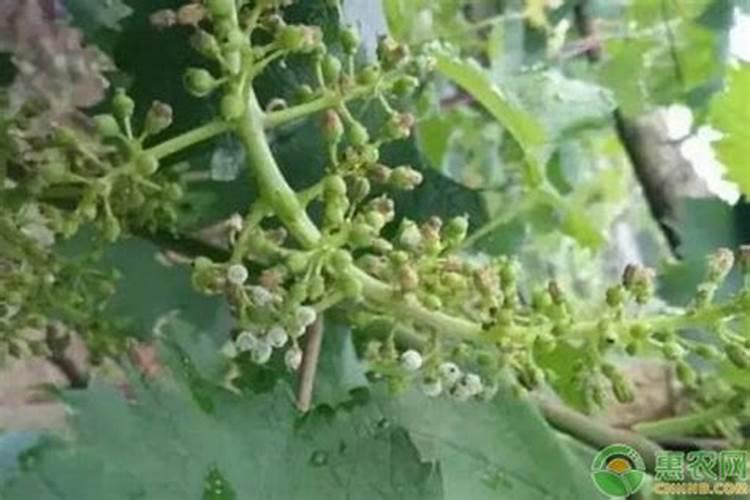 葡萄得了霜霉病用什么药有效(霜霉病严重打什么药效果好)