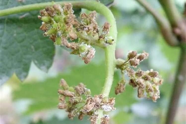 葡萄霜霉病严重了用什么特效药