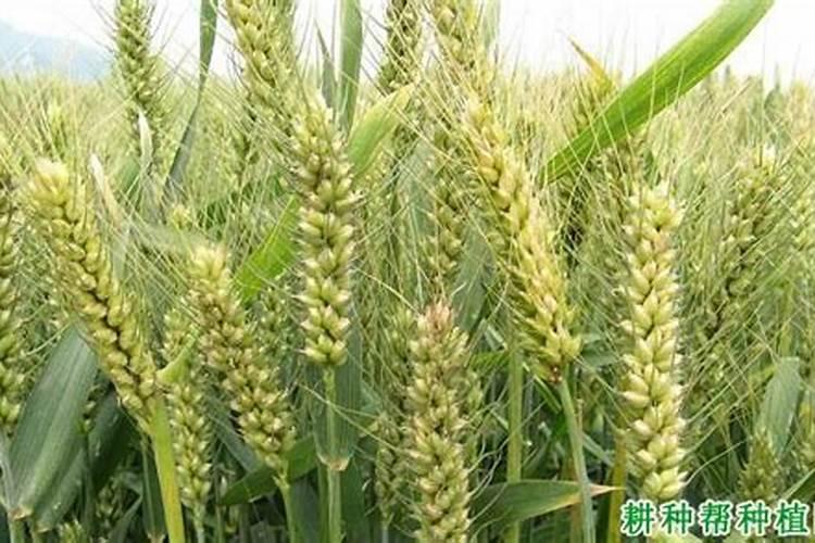 冬小麦应该如何施肥