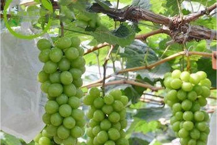 硅肥对葡萄的作用及使用方法