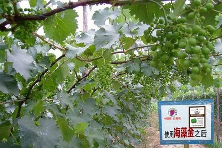 硅肥对葡萄的作用及使用方法