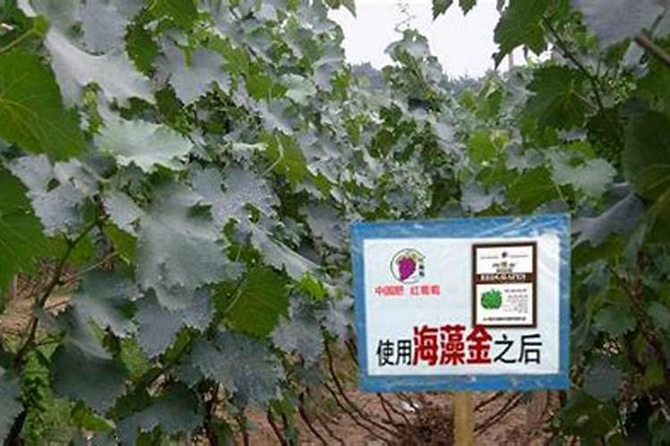 硅肥在大棚葡萄上什么时间用最好？