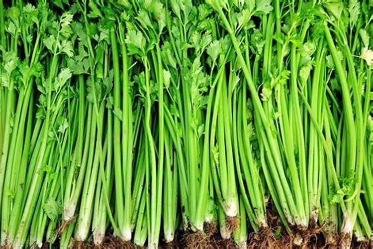 芹菜能不能用氯化钾肥料 怎么施肥效果好