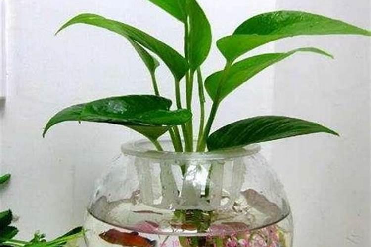 高钾水溶肥配方