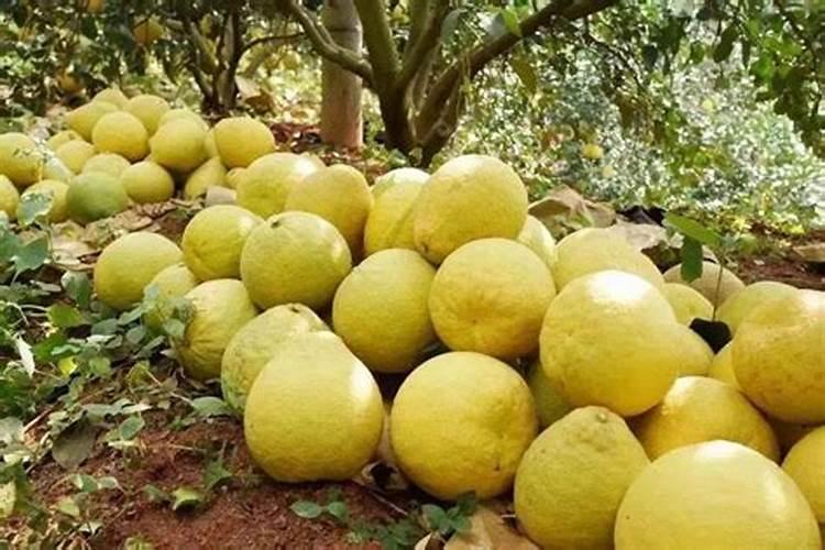 沙田柚主要有哪些病虫害