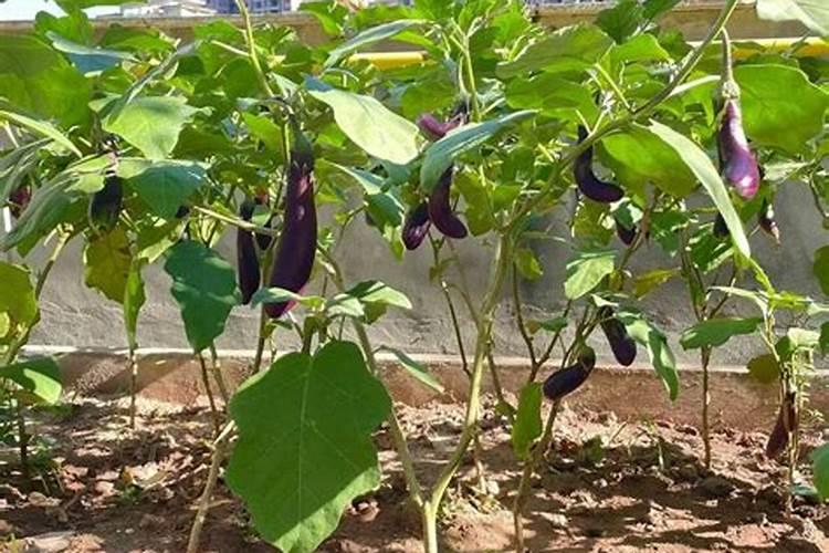 月季花枝干枯了,有哪些好的解决方法？