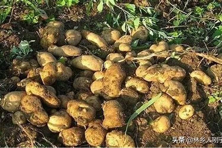 土豆喷施什么肥料好？土豆用什么叶面肥好？