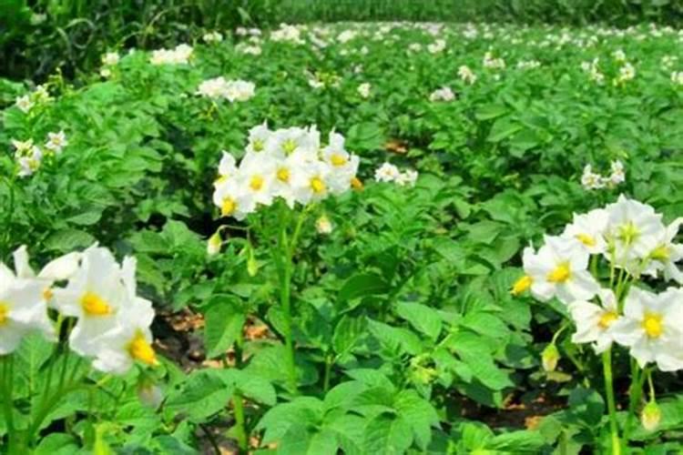 土豆开花后施什么肥料能提高产量