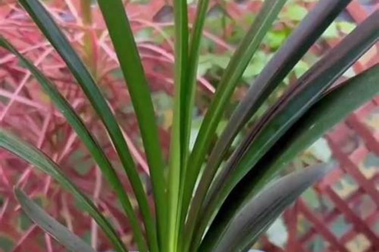 铁树用什么肥料好