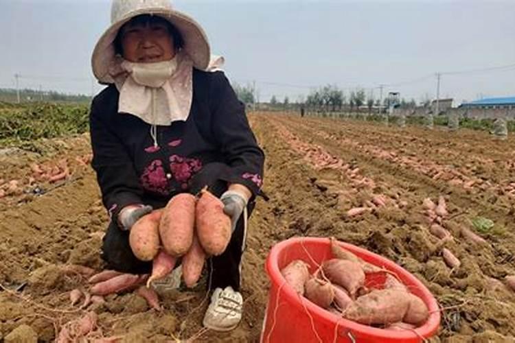 种红薯如何使用钾肥