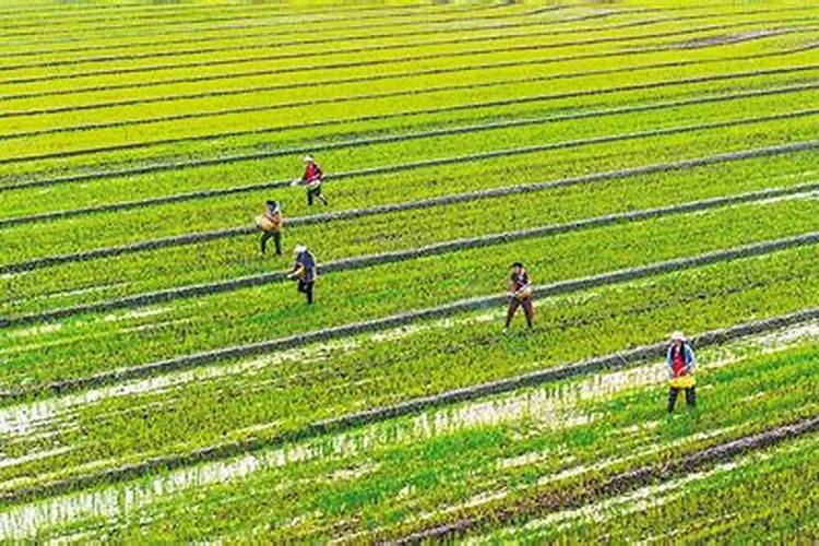 甜瓜苗期管理技术:怎样让甜瓜苗长得粗壮？