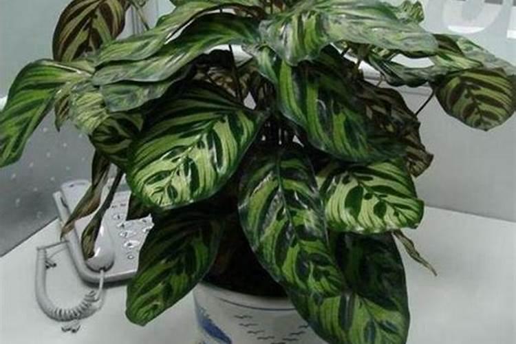 玉米几叶能用芸苔素,芸苔素多久喷一次