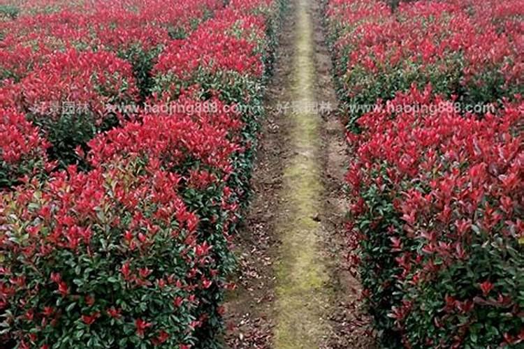 红叶石楠怎样种植成活率高