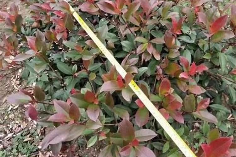 荔枝树生长期适合什么肥料施肥