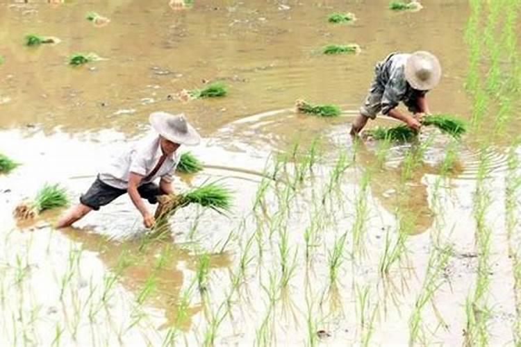 氮肥利用了氮气的什么性质,氮肥是什么肥