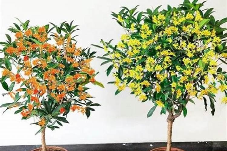 花生控旺有多重要？花生最佳控旺时期？用什么肥料控旺效果好？