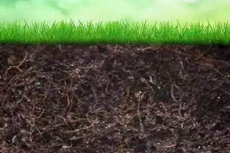 西瓜二茬瓜整枝诀窍