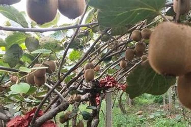 油菜要怎样施用硼肥？