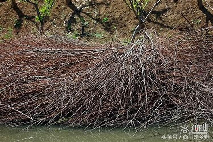 番茄缺镁症状和补救方法