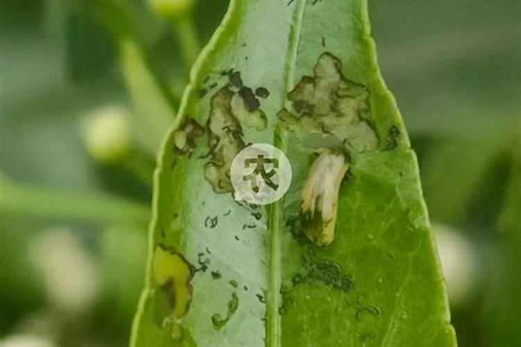 氮磷钾复合肥怎样浇花