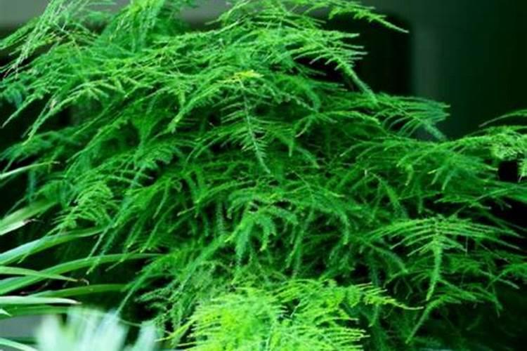 文竹浇什么肥料合适