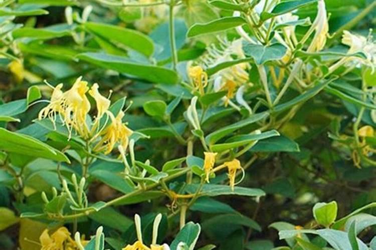 金银花施什么肥料最好(金银花施什么肥长得最快产量高)