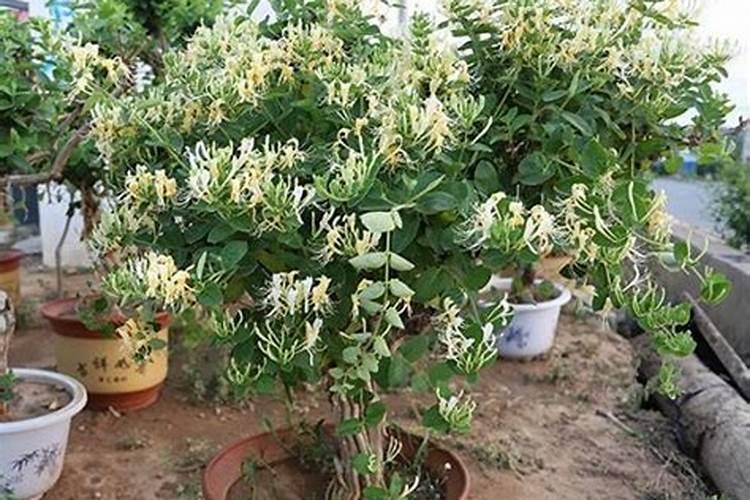 金银花用复合肥可以吗