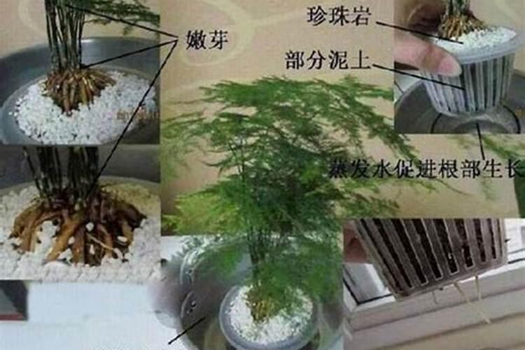 文竹需要什么肥料