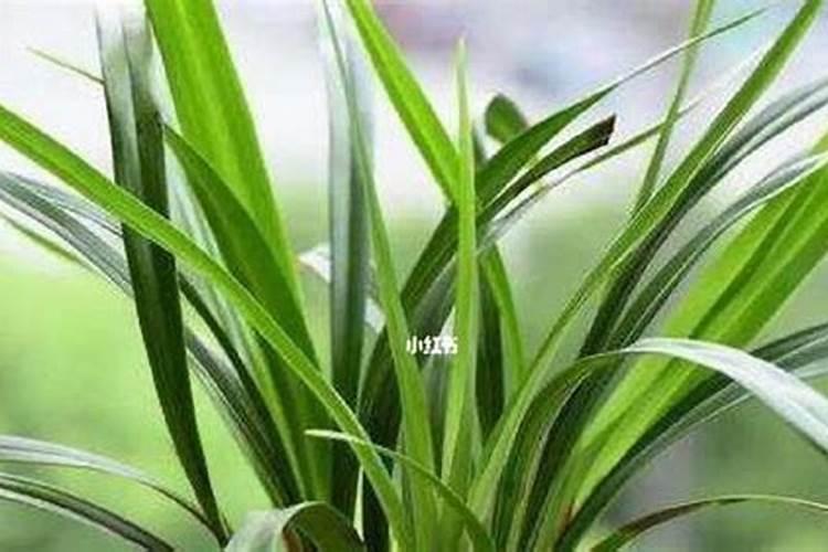 威尔施化肥多少钱一袋