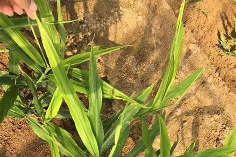 大姜叶黄叶病怎么办