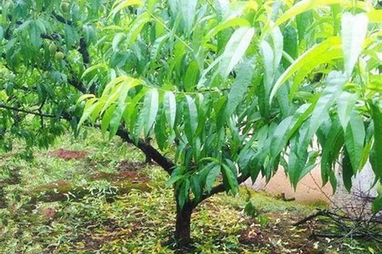 芒果幼果拉长技术 幼果期打什么药