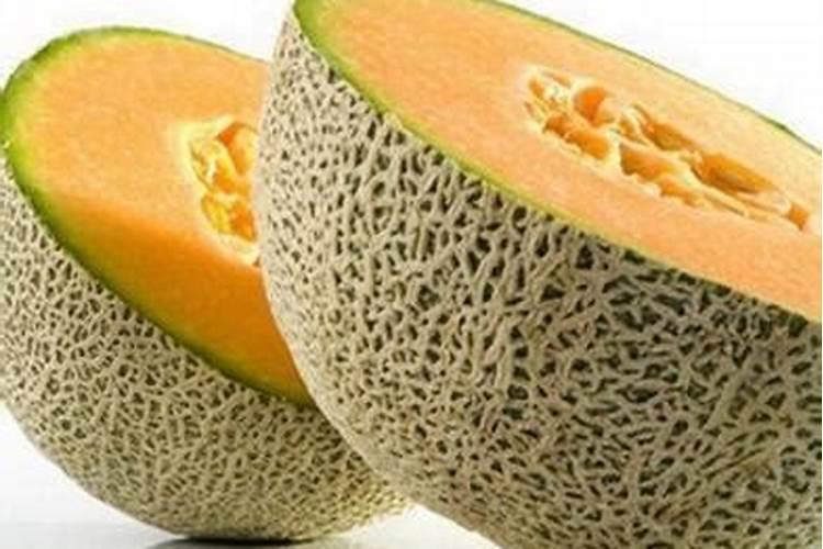 网纹瓜的种植与管理