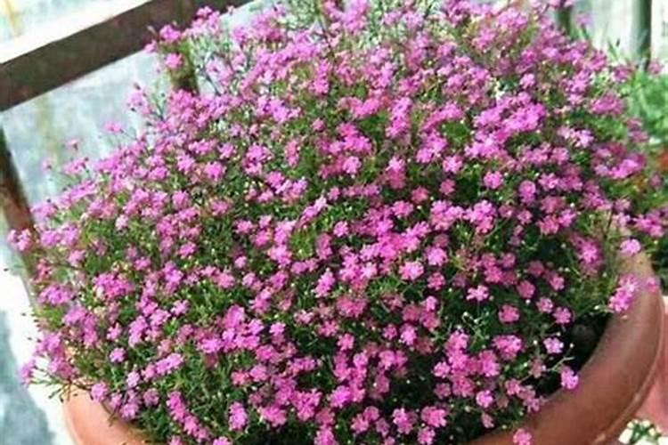 磷肥钾肥氮肥对植物有什么作用