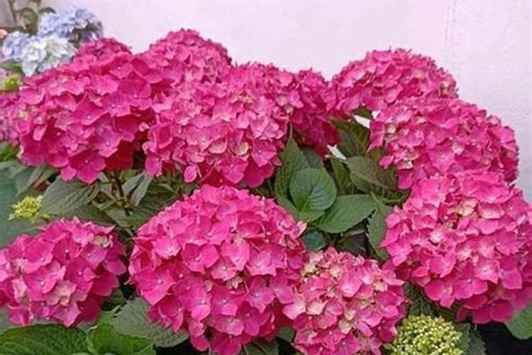 促生根的最佳肥料