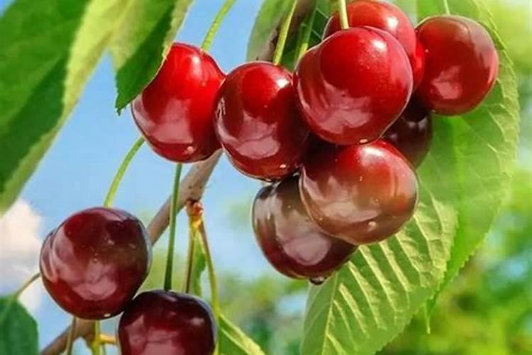 硫酸钾对樱桃树的作用是什么