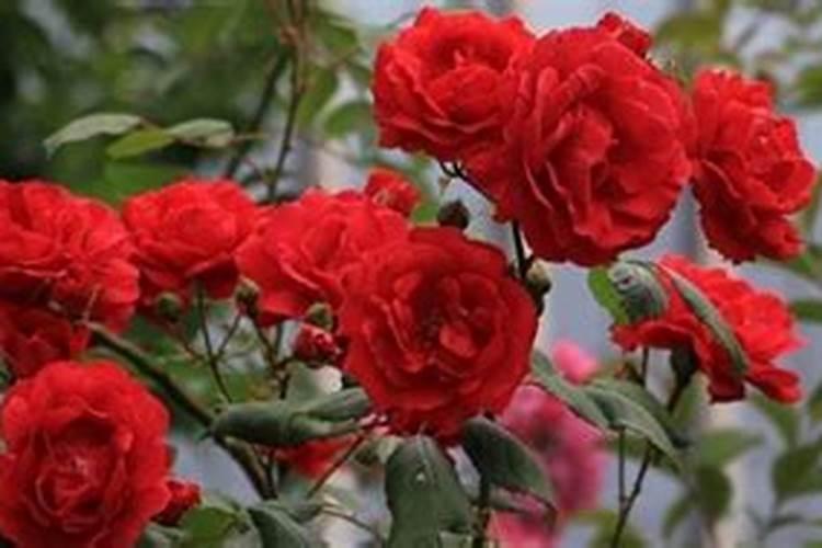 月季花后如何修剪施肥